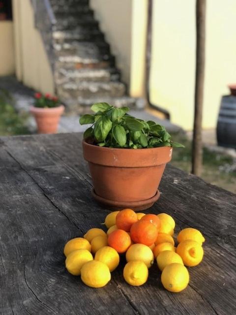 Agriturismo La Posta Reale Castiglion Fibocchi Extérieur photo