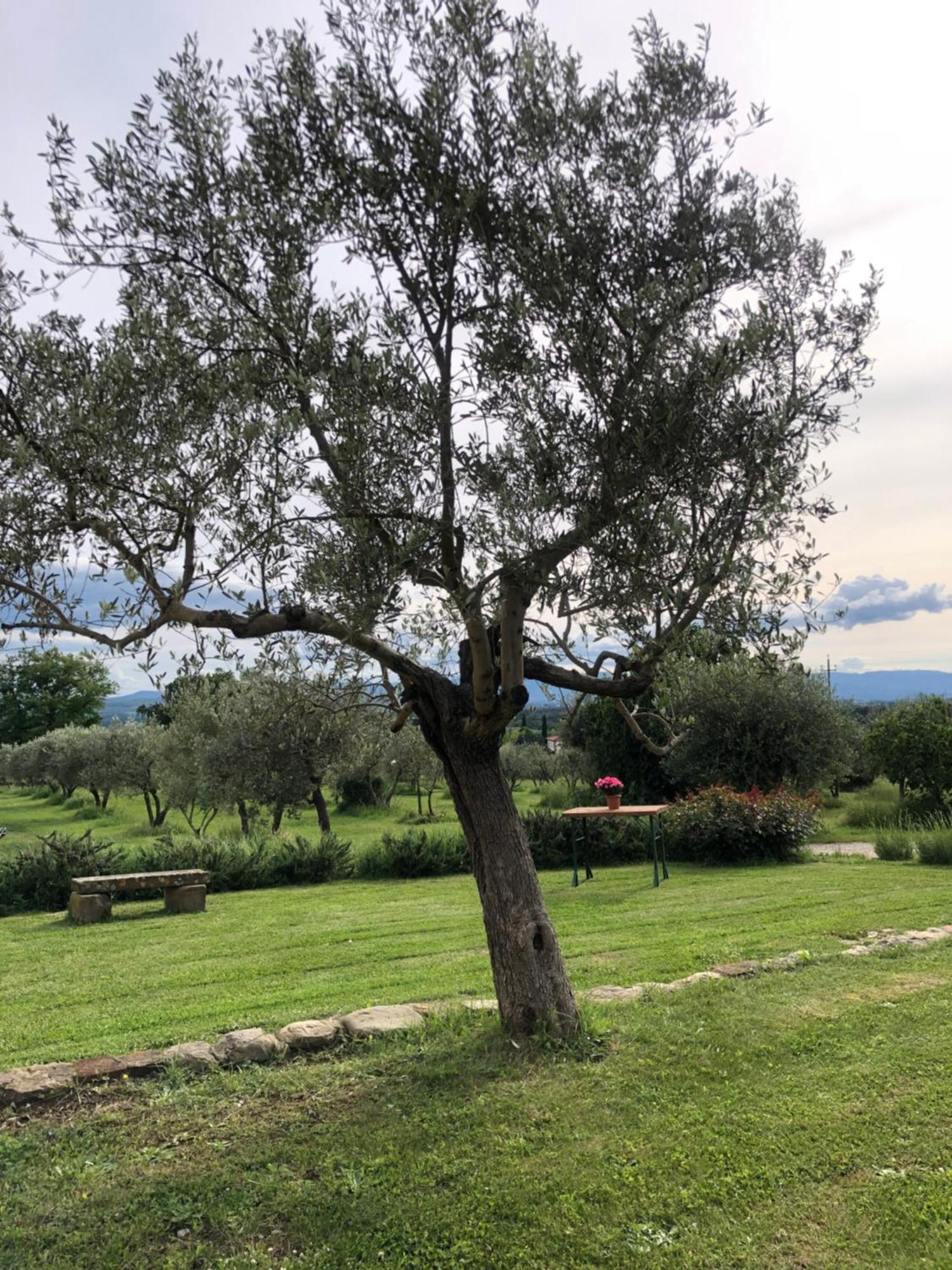 Agriturismo La Posta Reale Castiglion Fibocchi Extérieur photo